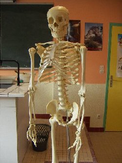 Oscar